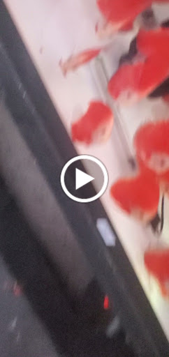 Pet Supply Store «Monster Aquarium Inc.», reviews and photos, 131-08 40 Rd, Flushing, NY 11354, USA