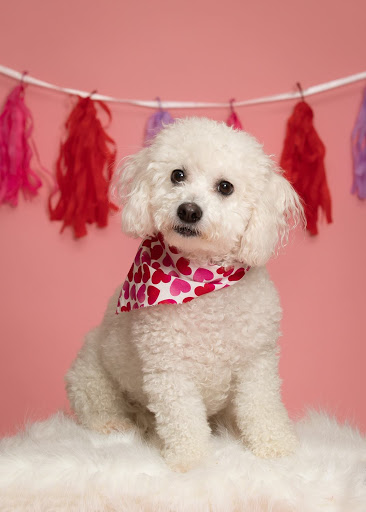 Pet Store «PetSaver Healthy Pet Superstore (Greece Location)», reviews and photos, 1596 W Ridge Rd, Rochester, NY 14615, USA