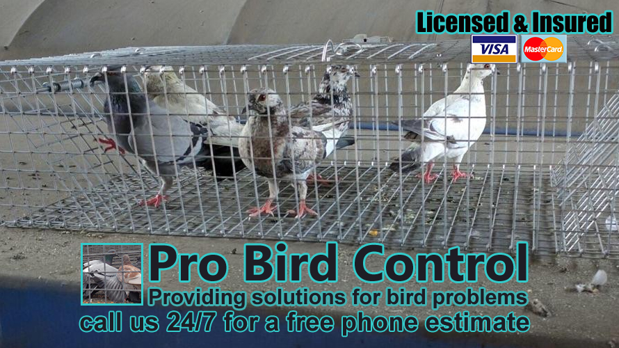Pro Bird Control Houston