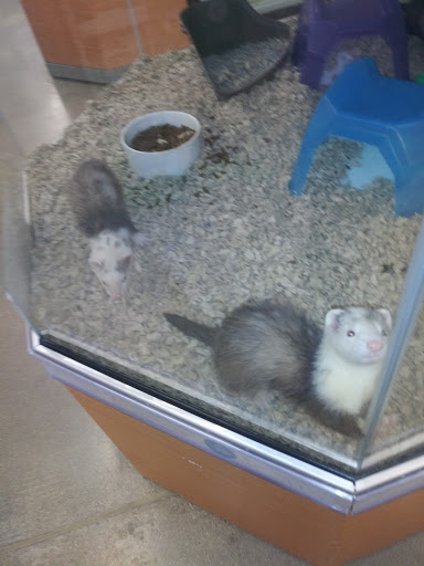 Pet Supply Store «Petco Animal Supplies», reviews and photos, 1265 Sergeant Jon Stiles Dr f, Highlands Ranch, CO 80129, USA