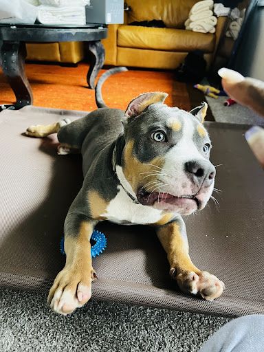 Pet Supply Store «Petco Animal Supplies», reviews and photos, 5938 Roswell Rd NE, Sandy Springs, GA 30328, USA