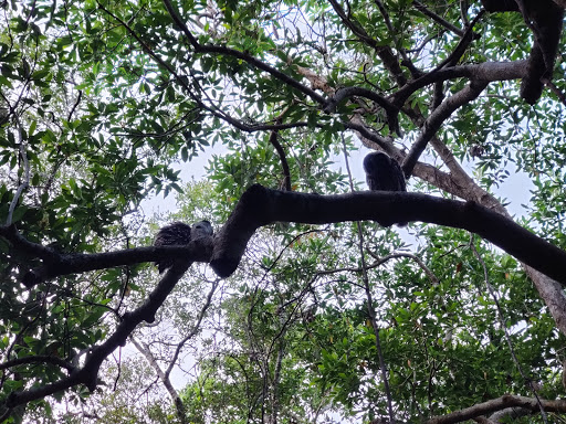 Park «Hammock Park», reviews and photos, 1945 San Mateo Dr, Dunedin, FL 34698, USA