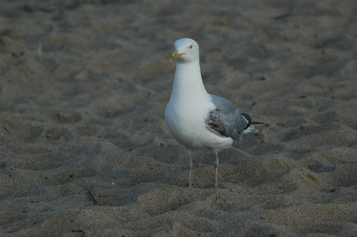 Amusement Park «Palace Playland», reviews and photos, 1 Old Orchard St, Old Orchard Beach, ME 04064, USA