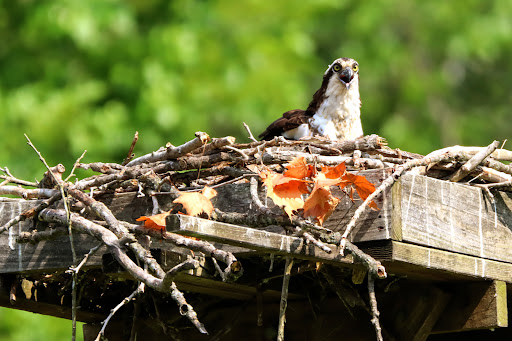 Tourist Information Center «Woodlands Nature Station», reviews and photos, 3146 Silver Trail Rd, Cadiz, KY 42211, USA