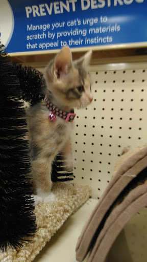 Pet Supply Store «PetSmart», reviews and photos, 211 W Alexander St A, Plant City, FL 33563, USA