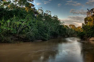 Parque Nacional Yasuní image