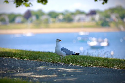 Amusement Park «Salem Willows Park», reviews and photos, 167 Fort Ave, Salem, MA 01970, USA