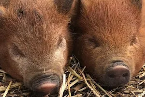 Kew Little Pigs image