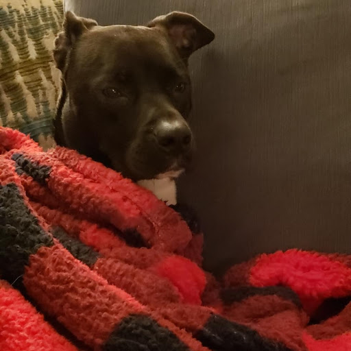 Pet Supply Store «Petco Animal Supplies», reviews and photos, 5263 Campbell Blvd, Nottingham, MD 21236, USA