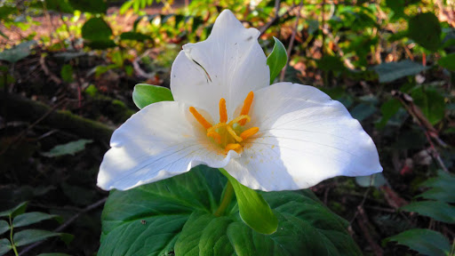 Nature Preserve «Tacoma Nature Center», reviews and photos, 1919 S Tyler St, Tacoma, WA 98405, USA