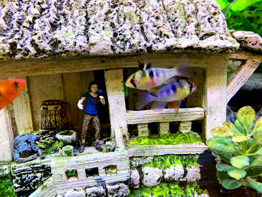 Pet Store «Petland Discounts - Parkchester», reviews and photos, 1949 Westchester Ave, Bronx, NY 10462, USA