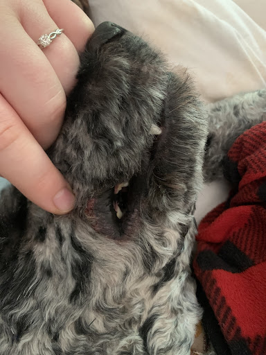 Pet Groomer «U Dirty Dog», reviews and photos, 232 Stevens Entry, Peachtree City, GA 30269, USA