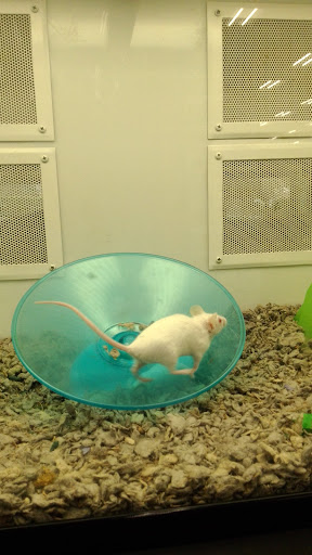 Pet Supply Store «Petco Animal Supplies», reviews and photos, 537 N Pacific Coast Hwy, Redondo Beach, CA 90277, USA