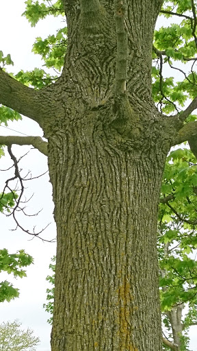 Park «Rouge Park», reviews and photos, Joy Rd, Detroit, MI 48228, USA