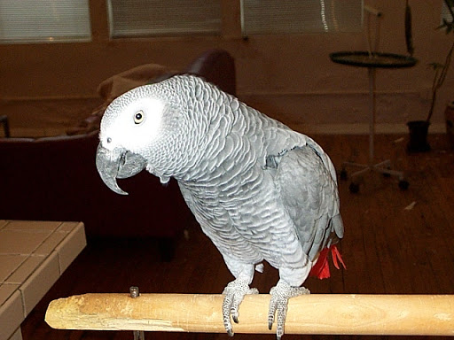 Florist «Marcel Florist Inc», reviews and photos, 541 N Fairbanks Ct, Chicago, IL 60611, USA