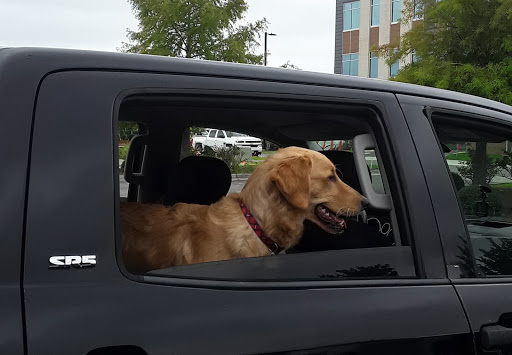 Needham Animal Hospital