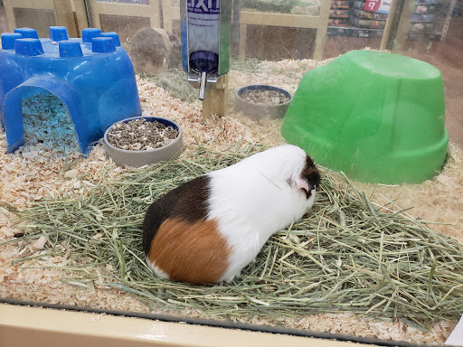 Pet Store «Pet Supermarket», reviews and photos, 9798 Glades Rd, Boca Raton, FL 33434, USA