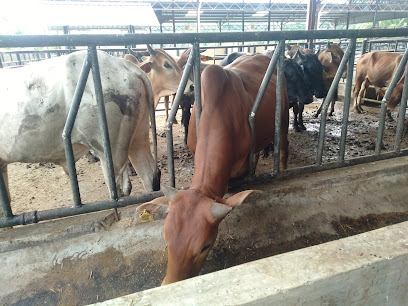 Colla Cattle Farm Kuala Selangor