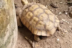 The Gambian Reptiles Farm image