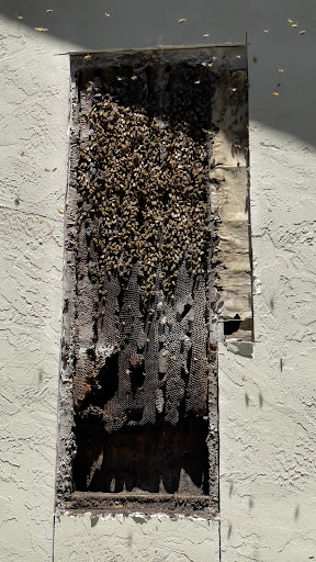 Jones Family Honey /Bee Removal
