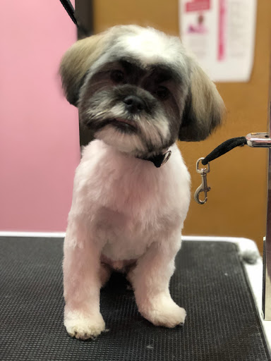 Pet Groomer «Woof Gang Bakery & Grooming Las Vegas», reviews and photos, 7080 N Durango Dr #140, Las Vegas, NV 89149, USA