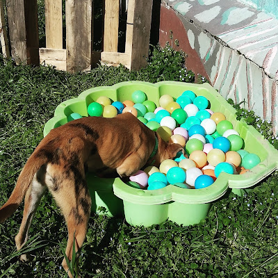 En'Vie Canine comportementaliste canin à Granieu