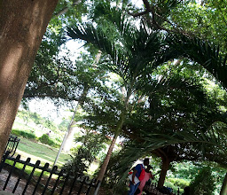 Tree Club Park photo