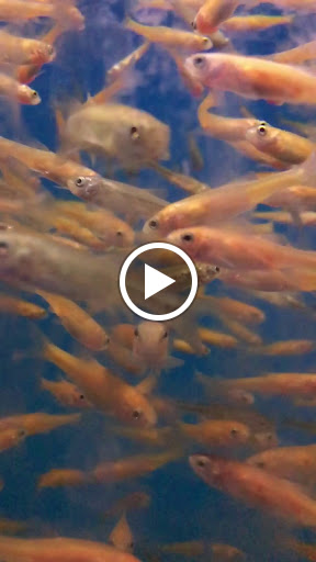 Pet Store «Pet World», reviews and photos, 7173 W Broward Blvd, Plantation, FL 33317, USA