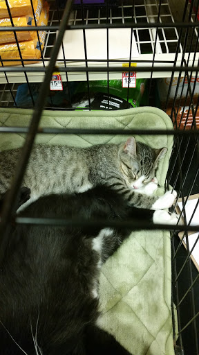 Pet Supply Store «PetSmart», reviews and photos, 6019 Wade Hampton Blvd, Taylors, SC 29687, USA