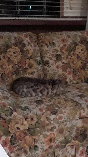 Stowe's Bullie Babies