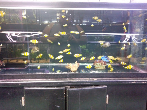 Fish Store «Aquatek Tropical Fish», reviews and photos, 8023 Burnet Rd # 1, Austin, TX 78757, USA