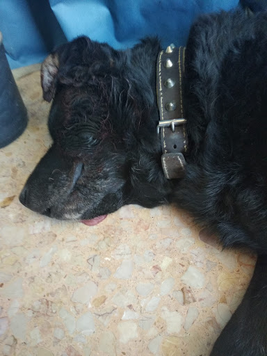 Clínica Veterinaria Puerta Sancho en Zaragoza