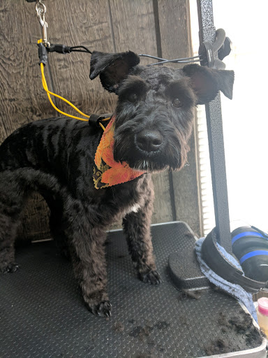 Pet Groomer «Foxy Mutts Grooming Salon», reviews and photos, 303 E Franklin St, Spencer, IN 47460, USA