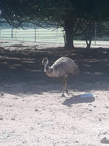 Ranch «Sharkarosa Wildlife Ranch», reviews and photos, 11670 Massey Rd, Pilot Point, TX 76258, USA