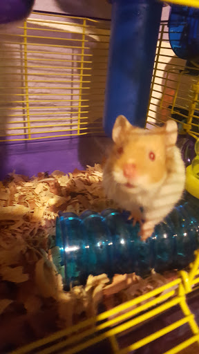 Pet Store «Petland», reviews and photos, 1514 Stonecreek Dr, Pickerington, OH 43147, USA