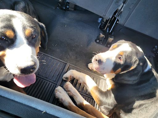 Used Car Dealer «Blaise Alexander Chrysler Dodge Jeep Ram Red Lion», reviews and photos, 2980 Cape Horn Rd, Red Lion, PA 17356, USA