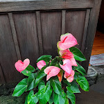 Photo n°7 de l'avis de Anna.o fait le 19/11/2019 à 13:44 sur le  Casa De Palha à Sao Jorge