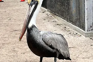 Seaside Seabird Sanctuary image