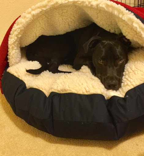 Pet Supply Store «Snoozer Pet Products», reviews and photos, 561 Bessie Rd, Piedmont, SC 29673, USA