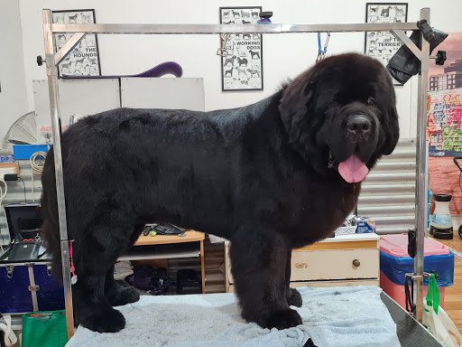 W.A. Dog Grooming & Clipping Academy