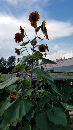 Farm «Jaemor Farms», reviews and photos, 5340 Cornelia Hwy, Alto, GA 30510, USA