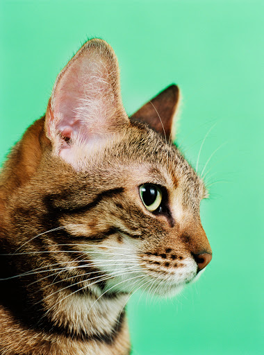 Pet Store «PetSaver Healthy Pet Superstore (Brighton Location)», reviews and photos, 2947 Monroe Ave, Rochester, NY 14618, USA