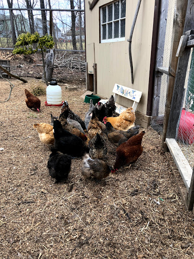 Gift Shop «Pondering Creations Farm», reviews and photos, 101 Allen St, Terryville, CT 06786, USA