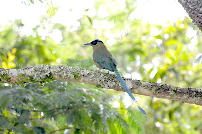 Tinamu Birding Nature Reserve