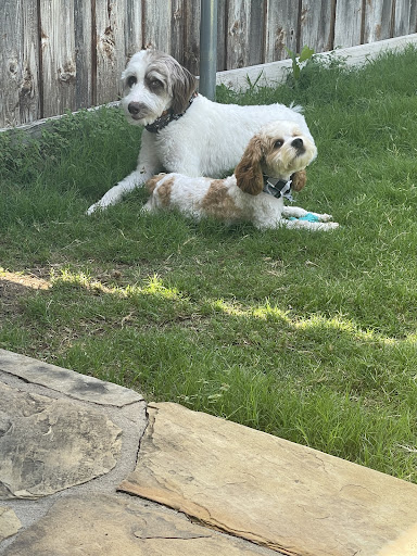 Pet Supply Store «Petco Animal Supplies», reviews and photos, 5177 Eldorado Pkwy, Frisco, TX 75033, USA