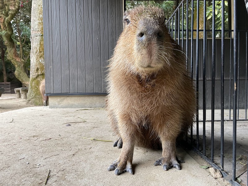 カピバラの池とオマキザルの島