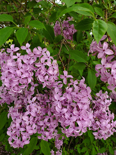 Historical Place Museum «Sanilac County Historic Village & Museum», reviews and photos, 228 South Ridge Street, Port Sanilac, MI 48469, USA