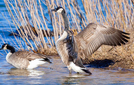 Nature Preserve «Rock Run Preserve - Black Road Access», reviews and photos, Black Rd, Joliet, IL 60431, USA