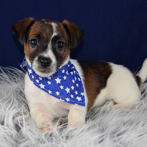 Pet Store «AA Ridgewood Kennels II», reviews and photos, 5401 Lincoln Hwy, Gap, PA 17527, USA