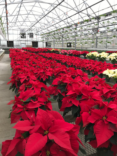 Florist «Mt Pleasant Floral & Greenhouses», reviews and photos, 208 Flower Way, Mt Pleasant, PA 15666, USA